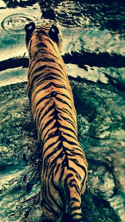 Tiger, water, cute animals (vertical)