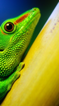 Lizard, macro, green (vertical)