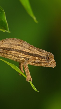 Chameleon, macro, stalk, green (vertical)