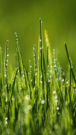 Green grass, 4k, HD wallpaper, 8k, field, dew (vertical)