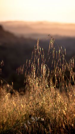 California, 4k, HD wallpaper, 8k, Field, sunset, grass (vertical)