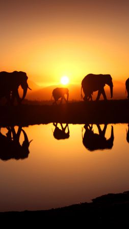 Elephant, sunset, water (vertical)