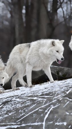 Wolf, forest, snow, cute animals (vertical)