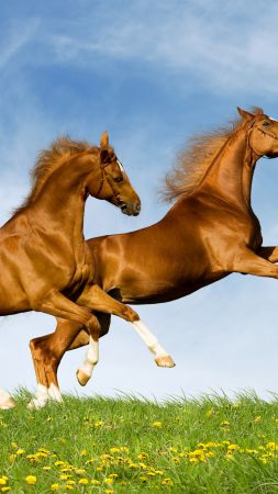 Horse, gallop, couple, sky (vertical)