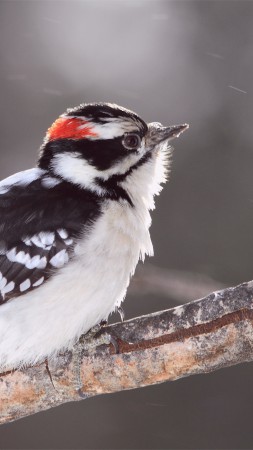 Woodpecker, blur, cute animals (vertical)
