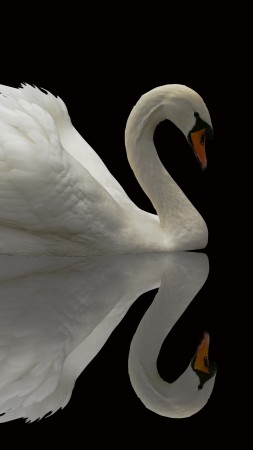 Swan, reflection, cute animals (vertical)