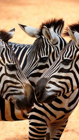 Zebra, couple, cute animals (vertical)