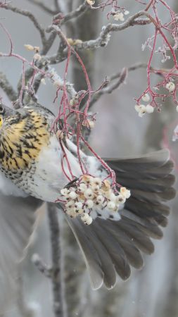 Pigeon, dove, trees, winter (vertical)