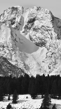 Mount Moran, 5k, 4k wallpaper, USA, Mountains, pines, snow (vertical)
