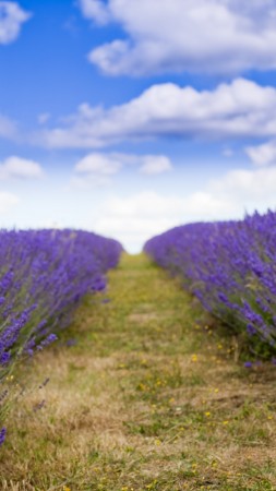 lavender, 5k, 4k wallpaper, 8k, field, flowers, sky, clouds (vertical)
