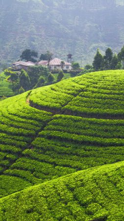 Tea plantation, 5k, 4k wallpaper, Hills, trees, green (vertical)