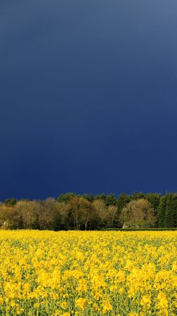 Meadows, 5k, 4k wallpaper, wildflowers, sky, clouds (vertical)