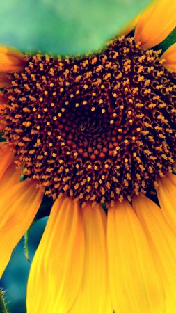 Sunflower, HD, 4k wallpaper, macro, flowers, yellow (vertical)