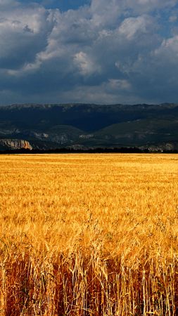 Plateau de Valensole, 5k, 4k wallpaper, 8k, France, meadows, wheat, clouds (vertical)
