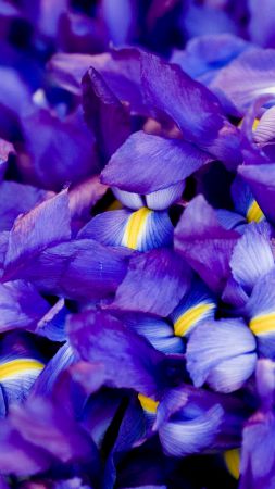 Iris, 5k, 4k wallpaper, macro, flowers, purple (vertical)