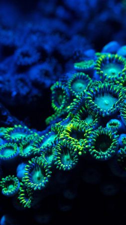 Coral, 5k, 4k wallpaper, 8k, zoanthids, underwater (vertical)