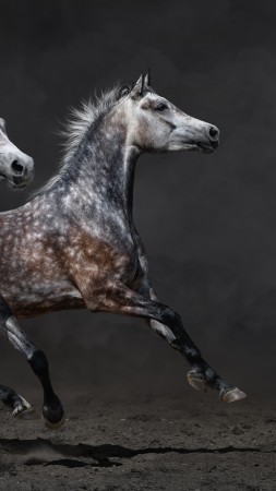 Horses, brown, gallop (vertical)