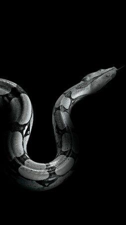 Python, snake (vertical)
