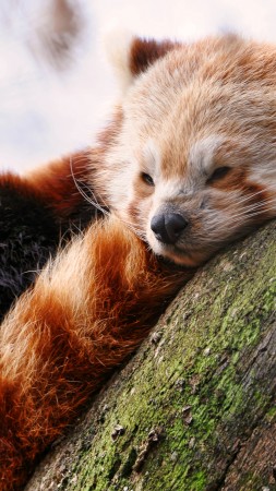 Red panda, animals, winter, sleep, zoo (vertical)