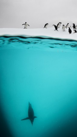 Penguin, New Zealand, underwater (vertical)