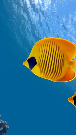 Fish, 5k, 4k wallpaper, 8k, diving, tourism, Cocos Island, Costa Rica, Magnetic Island, Australia, Ambergris Caye, World's best diving sites (vertical)