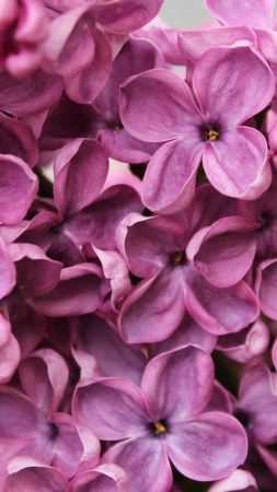 Lilac, 4k, 5k wallpaper, flowers, purple, macro (vertical)