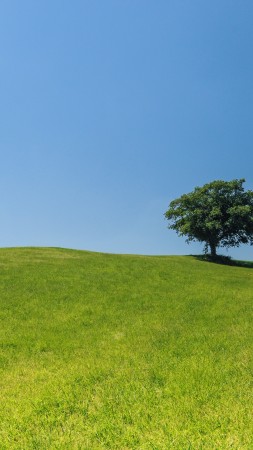 Meadows, 4k, 5k wallpaper, trees, sky (vertical)