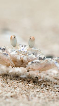 Sand bubbler crab, Khao Sam Roi Yot National Park, Thailand, travel, tourism (vertical)