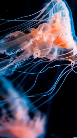 Jellyfish, diving, tourism, underwater (vertical)