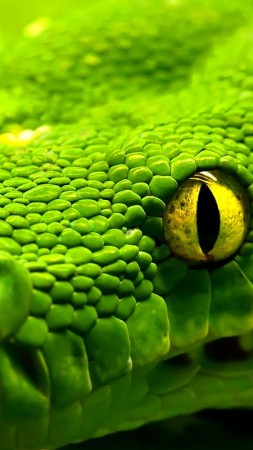 Snake, green, reptile, eyes (vertical)