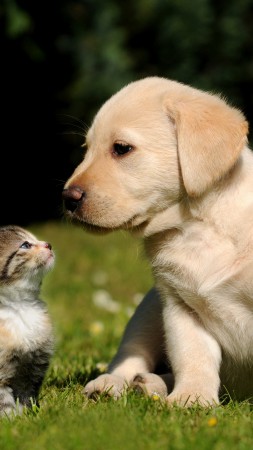 Friends, cat, dog, puppy, kitty, green, grass, sunny day, cute, pet (vertical)