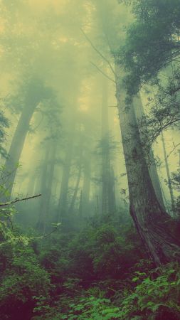 forest, 4k, 5k wallpaper, green, fog, threes (vertical)