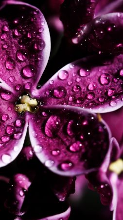 Lilac, 5k, 4k wallpaper, 8k, purple, drops (vertical)