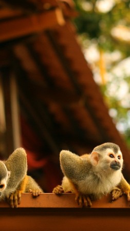 Monkeys, Atelidae, Costa Rica (vertical)