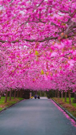 trees, 4k, 5k wallpaper, sakura, spring (vertical)
