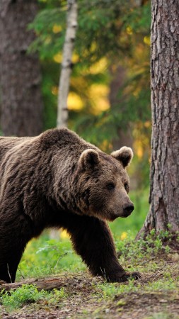 brown bear, bear, tread, step, walk, forest, trees, foliage, blur (vertical)