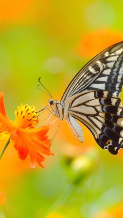butterfly, 5k, 4k wallpaper, colorful, flowers, yellow, insects (vertical)