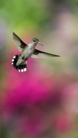 Bird, Hummingbird, humming-bird, colorful, blur (vertical)
