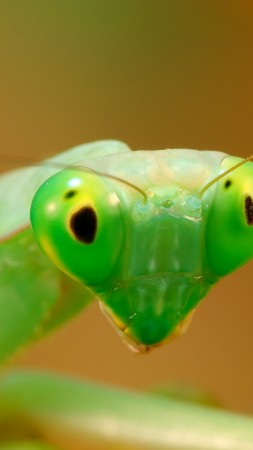Mantis, green (vertical)