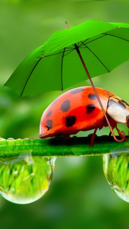 ladybug, red, green, grass, Umbrella (vertical)