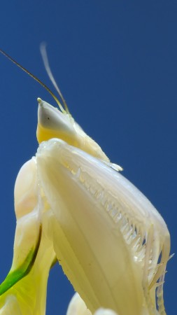 Orchid mantis, Mantis, white (vertical)