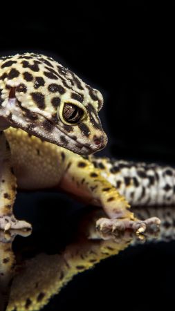 Gecko, reptile, lizard, caterpillar, close-up, green, eyes, animals (vertical)
