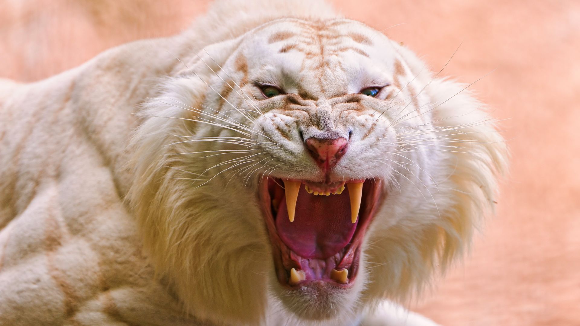 Roaring White Tiger, White Tiger, wild, fangs (horizontal)