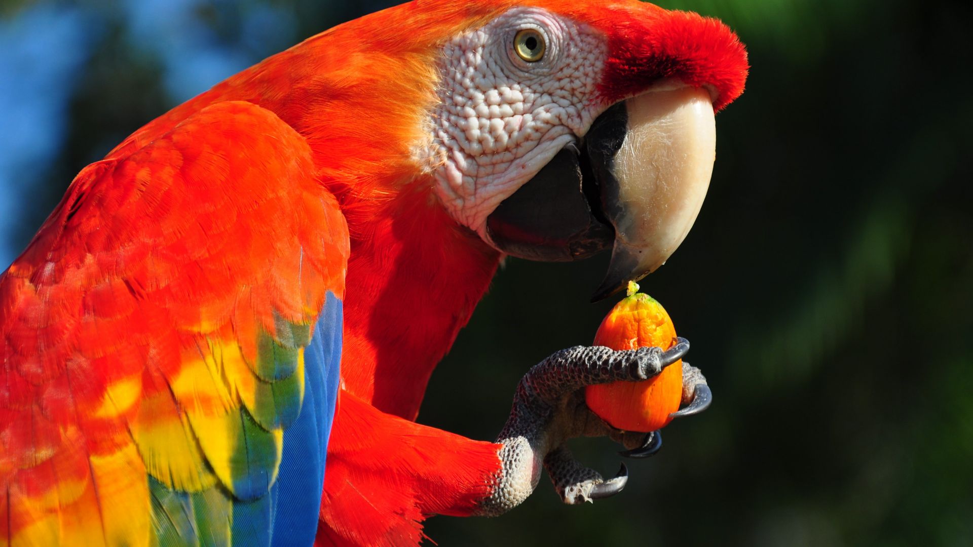Macaw parrot, tropical bird (horizontal)
