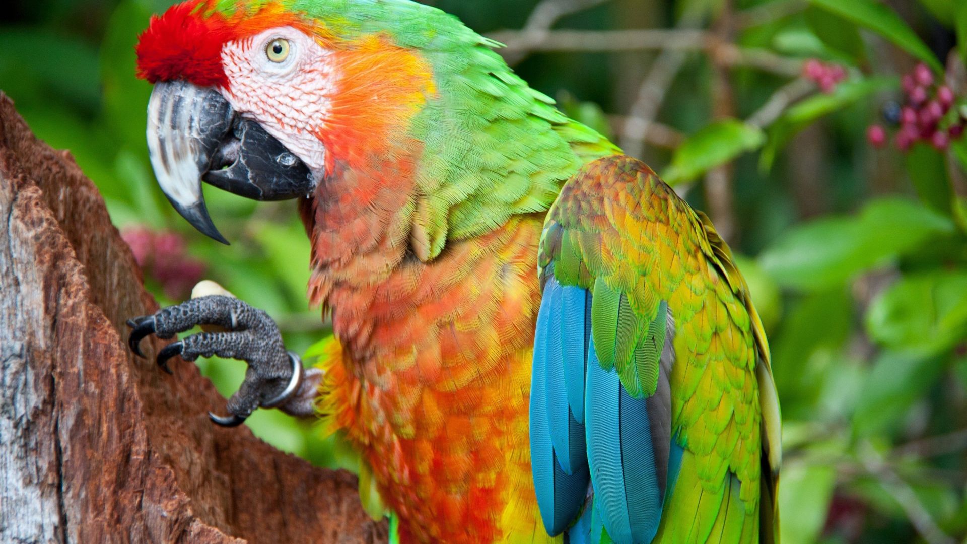 parrot, blue, red, green, orange (horizontal)