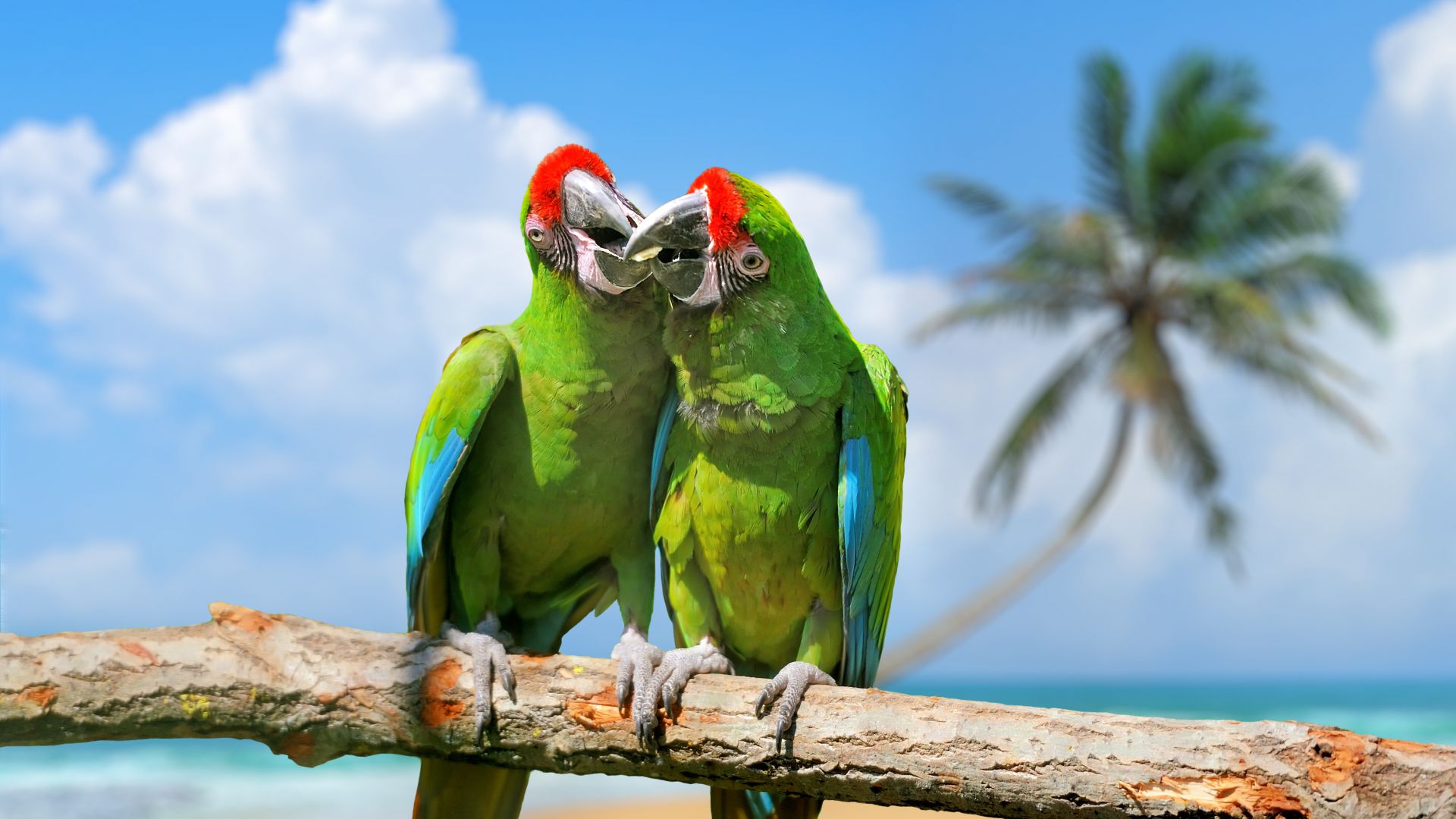 parrot, plumage, branch, exotic birds, green (horizontal)