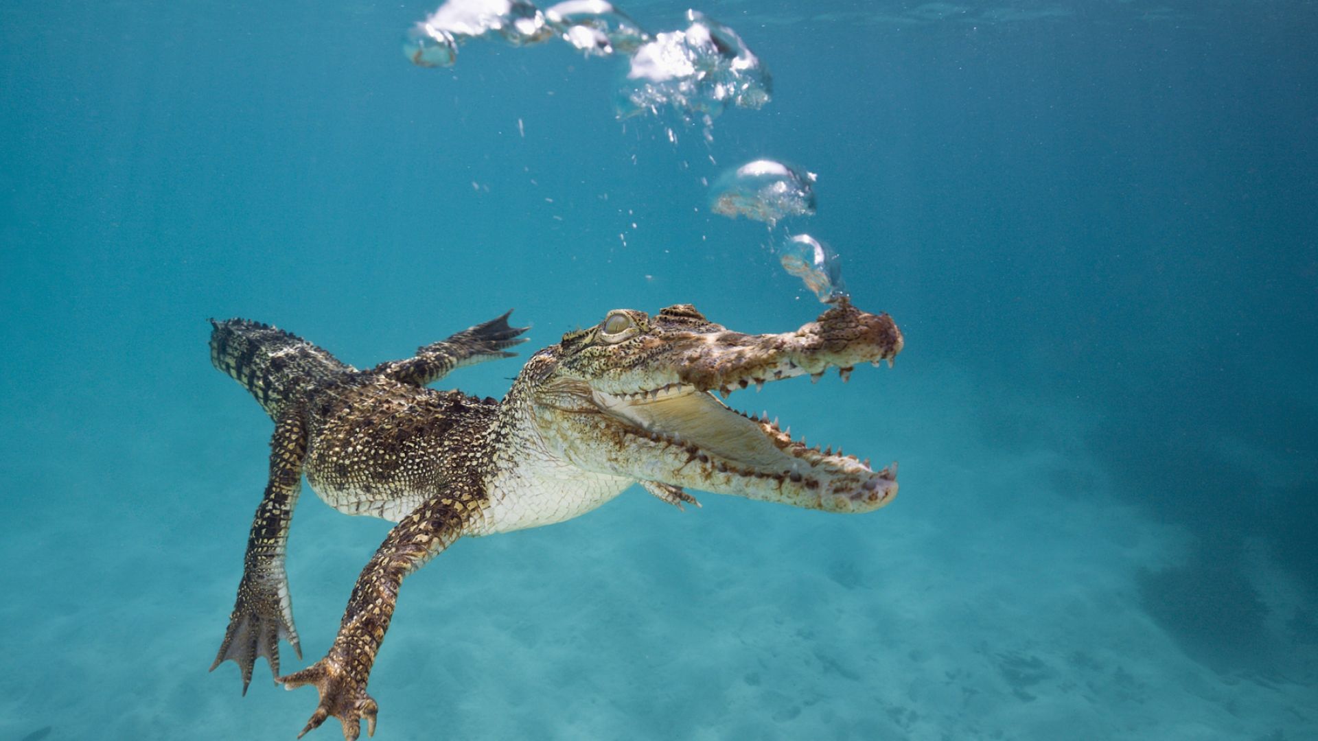 Crocodile, Calf, Swim, Underwater, Bubbles (horizontal)