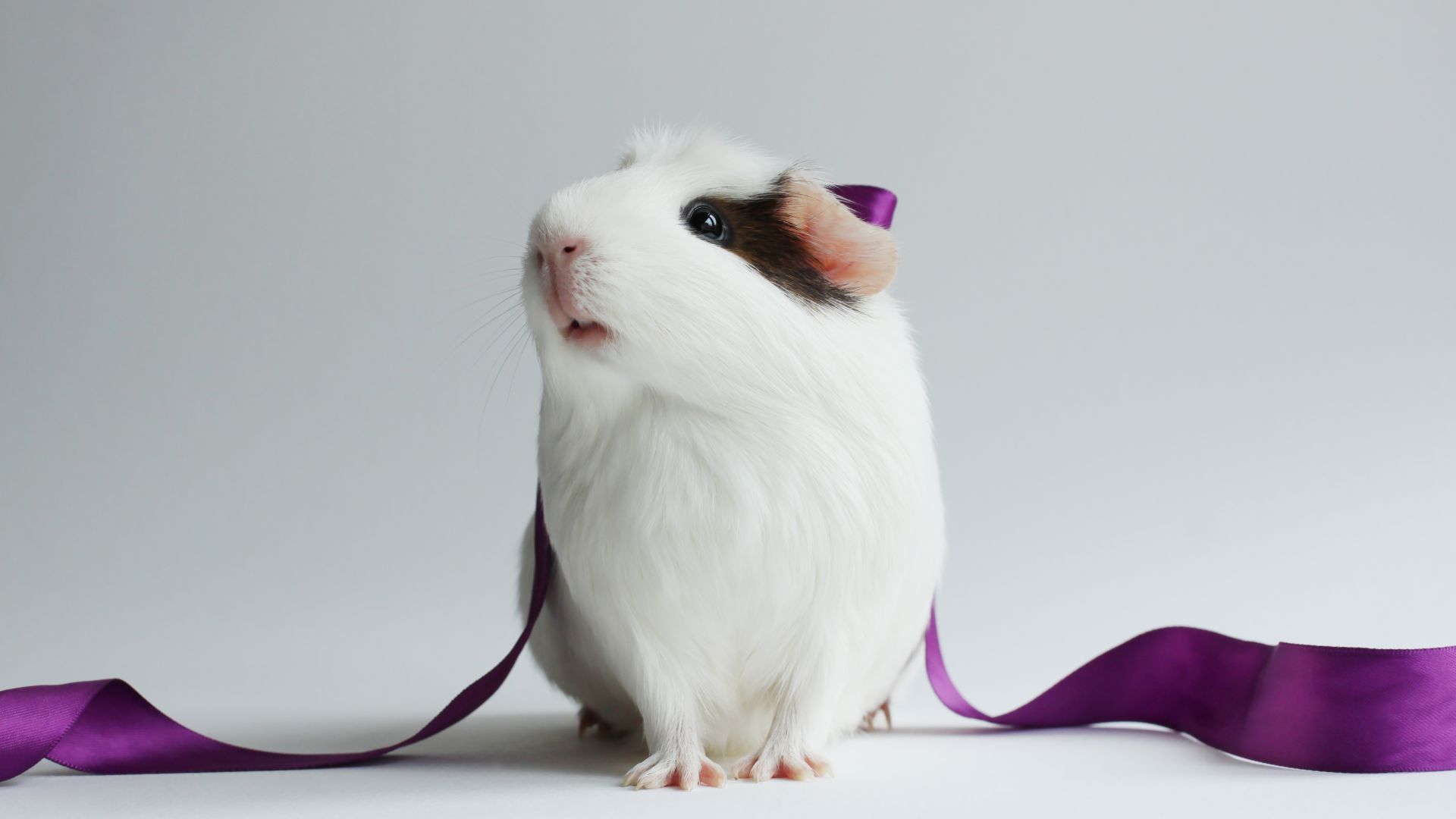 Guinea Pig, champion pig, white (horizontal)