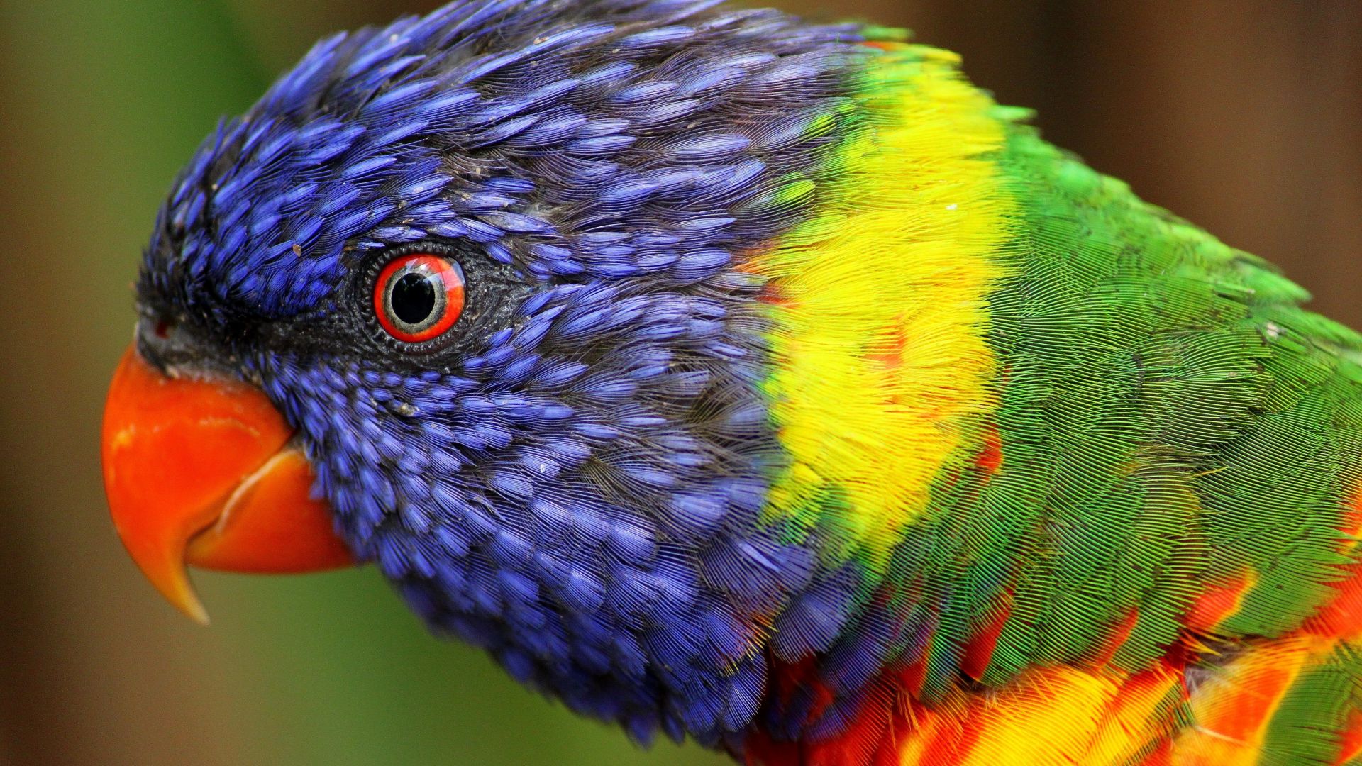 rainbow parrot, beautiful, colorful animals, exotic birds (horizontal)