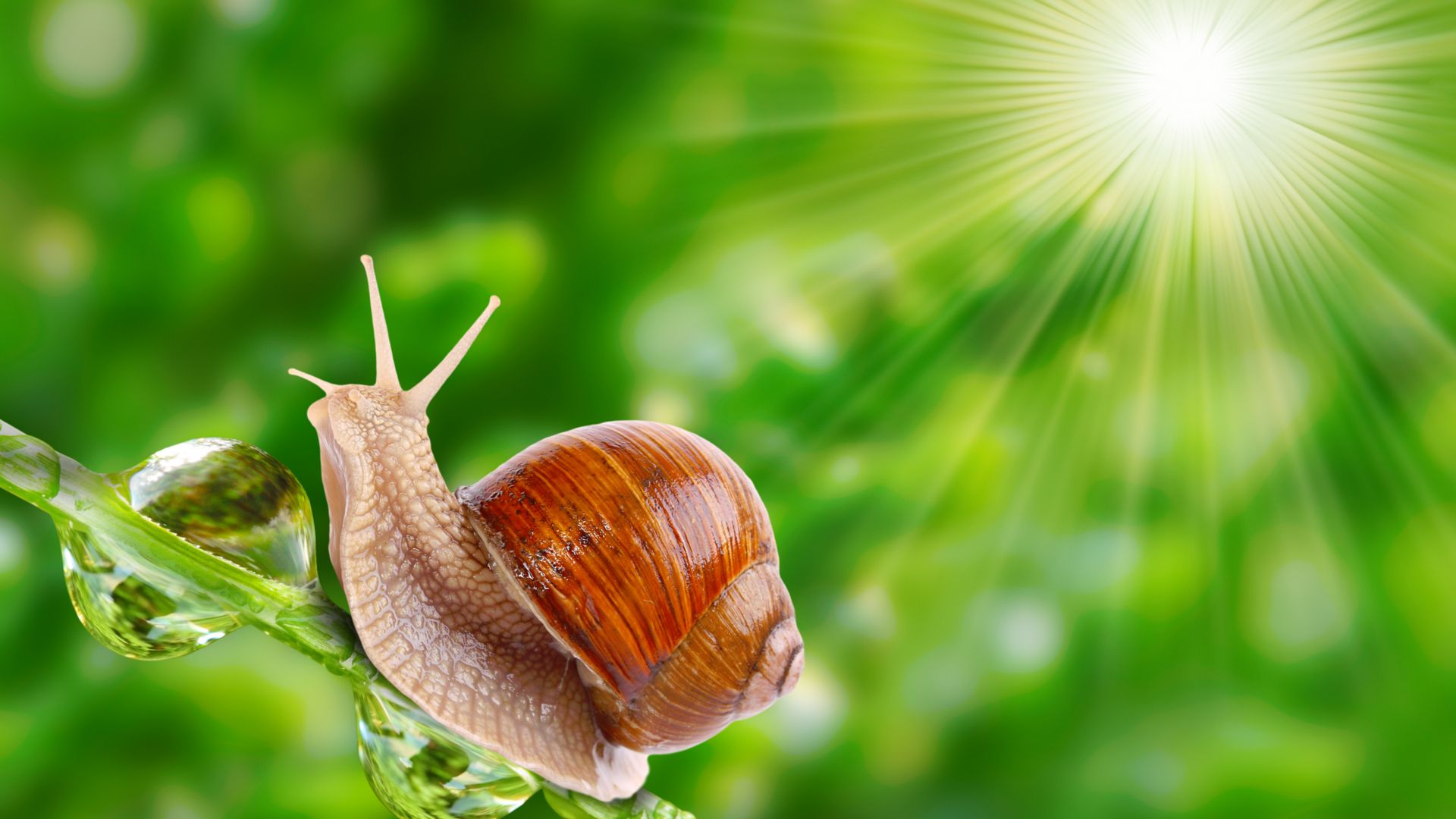 snail, nature, sunshine (horizontal)